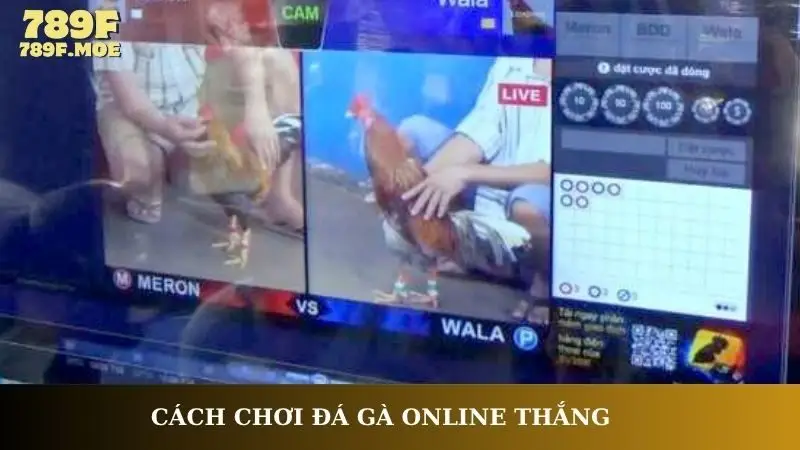 Cách chơi đá gà online thắng