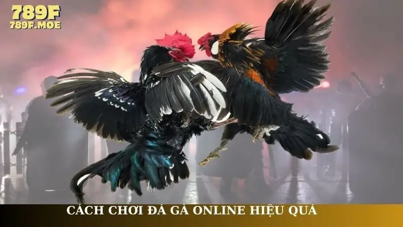Cách chơi đá gà online