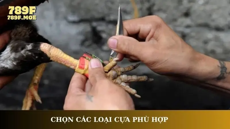 Chọn các loại cựa phù hợp