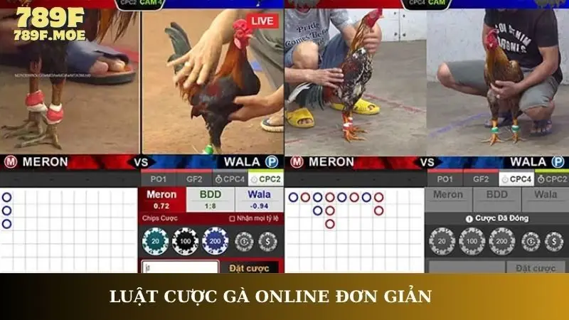 Luật cược gà online đơn giản
