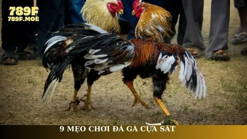 Mẹo chơi đá gà cựa sắt