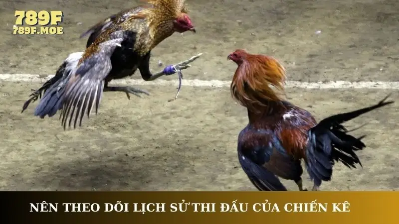 Nên theo dõi lịch sử thi đấu của chiến kê