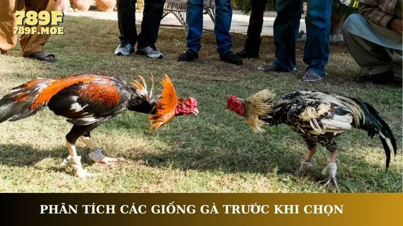 Phân tích các giống gà trước khi chọn