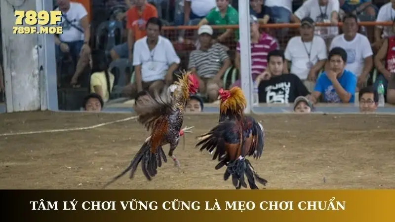 Tâm lý chơi vững cũng là mẹo chơi đá gà cựa sắt chuẩn